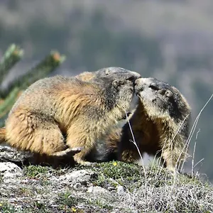 Le Schuss Montagne En Bas Des Pistes Vars (Hautes-Alpes)